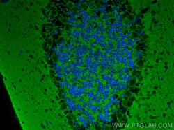 GNAO1 Mouse Monoclonal Antibody, Proteintech Unconjugated; 20 &mu;L:Antibodies,