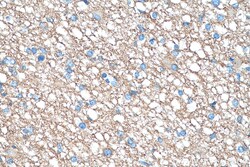 GNAO1 Mouse Monoclonal Antibody, Proteintech Unconjugated; 20 &mu;L:Antibodies,