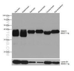 GNAO1 Mouse Monoclonal Antibody, Proteintech Unconjugated; 20 &mu;L:Antibodies,