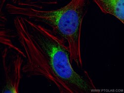 GOLPH3 Mouse Monoclonal Antibody, Proteintech:Antibodies:Primary Antibodies