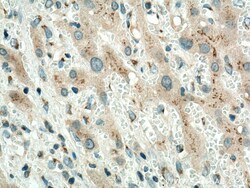 GOLPH3 Mouse Monoclonal Antibody, Proteintech:Antibodies:Primary Antibodies
