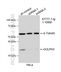 GOLPH3 Mouse Monoclonal Antibody, Proteintech:Antibodies:Primary Antibodies