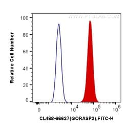 CoraLite Plus 488-conjugated GORASP2 Mouse Monoclonal Antibody, Proteintech