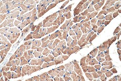 GOT2 Mouse Monoclonal Antibody, Proteintech:Anticorps:Anticorps primaires