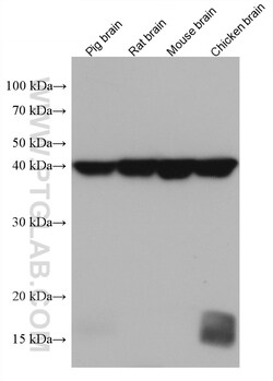 GOT2 Mouse Monoclonal Antibody, Proteintech:Anticorps:Anticorps primaires