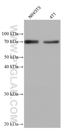 GPD2 Mouse Monoclonal Antibody, Proteintech:Antibodies:Primary Antibodies