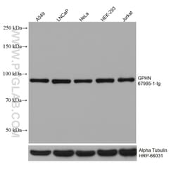GPHN Mouse Monoclonal Antibody, Proteintech Unconjugated; 150 &mu;L:Anticuerpos