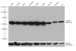 GPKOW Mouse Monoclonal Antibody, Proteintech Unconjugated; 150 &mu;L:Antibodies,