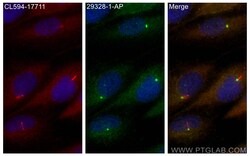 GPR161 Rabbit Polyclonal Antibody, Proteintech Unconjugated; 20 &mu;L:Antibodies,