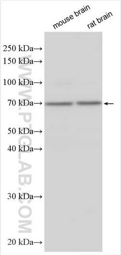 GPR161 Rabbit Polyclonal Antibody, Proteintech Unconjugated; 20 &mu;L:Antibodies,