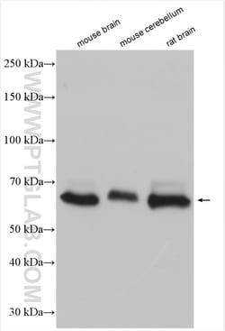 GPR37/Pael-R Rabbit Polyclonal Antibody, Proteintech:Antibodies:Primary