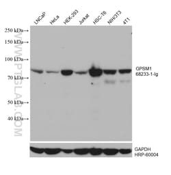 GPSM1 Mouse Monoclonal Antibody, Proteintech Unconjugated; 20 &mu;L:Antibodies,