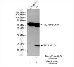 GPX4 Rabbit Polyclonal Antibody, Proteintech:Antibodies:Primary Antibodies