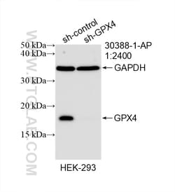 GPX4 Rabbit Polyclonal Antibody, Proteintech:Antibodies:Primary Antibodies