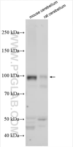 GRIA1 Rabbit Polyclonal Antibody, Proteintech:Antibodies:Primary Antibodies