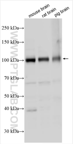 GRIA1 Rabbit Polyclonal Antibody, Proteintech Unconjugated; 150 &mu;L:Antibodies,