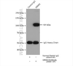 Glutamate receptor 3/GluA3 Rabbit Polyclonal Antibody, Proteintech:Antibodies:Primary