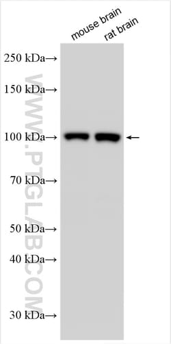 Glutamate receptor 3/GluA3 Rabbit Polyclonal Antibody, Proteintech:Antibodies:Primary