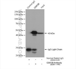 GSK3B Rabbit Recombinant Antibody, Proteintech Unconjugated; 100 &mu;L:Antibodies,