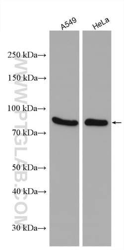 eRF3a/GSPT1 Rabbit Polyclonal Antibody, Proteintech Unconjugated; 20 &mu;L:Antibodies,