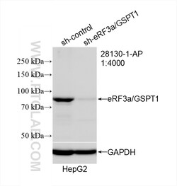 eRF3a/GSPT1 Rabbit Polyclonal Antibody, Proteintech Unconjugated; 20 &mu;L:Antibodies,