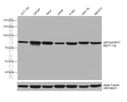 eRF3a/GSPT1 Mouse Monoclonal Antibody, Proteintech Unconjugated; 150 &mu;L:Antibodies,