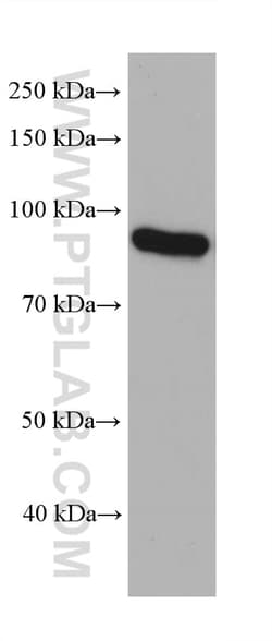 eRF3a/GSPT1 Mouse Monoclonal Antibody, Proteintech Unconjugated; 150 &mu;L:Antibodies,