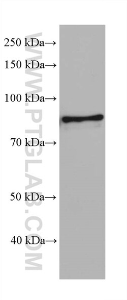 eRF3a/GSPT1 Mouse Monoclonal Antibody, Proteintech Unconjugated; 150 &mu;L:Antibodies,