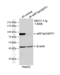 eRF3a/GSPT1 Mouse Monoclonal Antibody, Proteintech Unconjugated; 150 &mu;L:Antibodies,