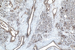 GSTK1 Rabbit Recombinant Antibody, Proteintech Unconjugated; 20 &mu;L:Antibodies,