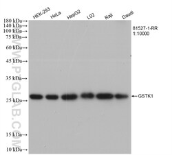 GSTK1 Rabbit Recombinant Antibody, Proteintech Unconjugated; 20 &mu;L:Antibodies,