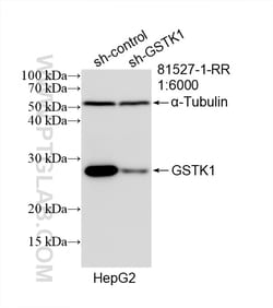 GSTK1 Rabbit Recombinant Antibody, Proteintech Unconjugated; 20 &mu;L:Antibodies,