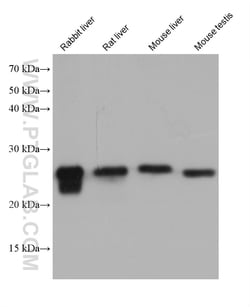 GSTM5 Mouse Monoclonal Antibody, Proteintech Unconjugated; 20 &mu;L:Antibodies,