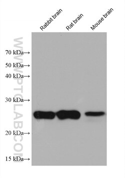 GSTM5 Mouse Monoclonal Antibody, Proteintech Unconjugated; 20 &mu;L:Antibodies,