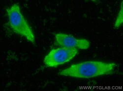 CoraLite Plus 488-conjugated GSTO1 Mouse Monoclonal Antibody, Proteintech