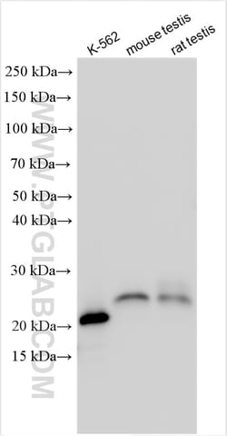GTSF1 Rabbit Polyclonal Antibody, Proteintech:Antibodies:Primary Antibodies