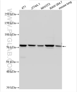 Progranulin/PGRN Rabbit Polyclonal Antibody, Proteintech Unconjugated;