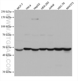 HARS Mouse Monoclonal Antibody, Proteintech:Antibodies:Primary Antibodies