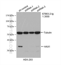 HAX1 Mouse Monoclonal Antibody, Proteintech:Antibodies:Primary Antibodies