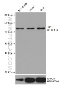 HBS1L Mouse Monoclonal Antibody, Proteintech Unconjugated; 20 &mu;L:Antibodies