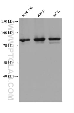 HBS1L Mouse Monoclonal Antibody, Proteintech Unconjugated; 20 &mu;L:Antibodies