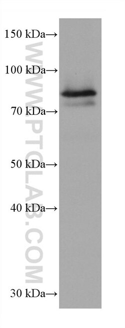 HBS1L Mouse Monoclonal Antibody, Proteintech Unconjugated; 20 &mu;L:Antibodies
