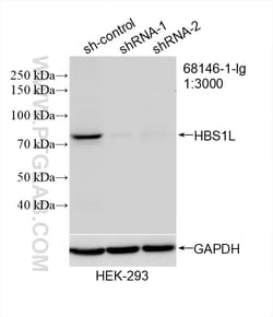 HBS1L Mouse Monoclonal Antibody, Proteintech Unconjugated; 20 &mu;L:Antibodies