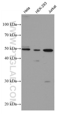 HDAC3 Mouse anti-Human, Mouse, Rat, Clone: 3E8F10, Proteintech:Antibodies:Primary