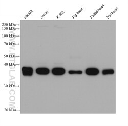 HIBCH Mouse Monoclonal Antibody, Proteintech:Antibodies:Primary Antibodies
