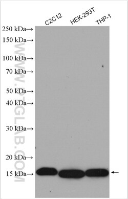 Di-Methyl-Histone H3 (Lys36) Rabbit Polyclonal Antibody, Proteintech Unconjugated;