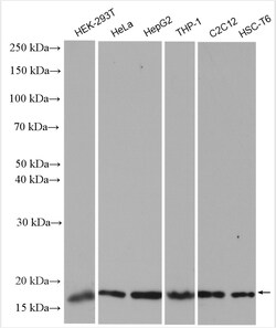 Di-Methyl-Histone H3 (Lys36) Rabbit Polyclonal Antibody, Proteintech Unconjugated;