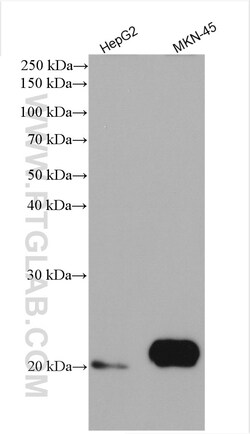 HMGA1 Rabbit Polyclonal Antibody, Proteintech 150 &mu;L | Buy Online | Proteintech | Fisher Scientific