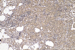 HMGB2 Mouse Monoclonal Antibody, Proteintech Unconjugated; 150 &mu;L:Antibodies,
