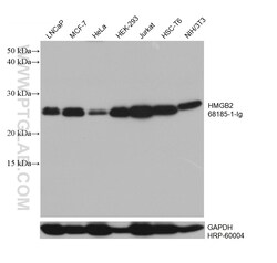 HMGB2 Mouse Monoclonal Antibody, Proteintech Unconjugated; 150 &mu;L:Antibodies,